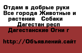 Отдам в добрые руки  - Все города Животные и растения » Собаки   . Дагестан респ.,Дагестанские Огни г.